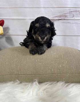 Mini Goldendoodle