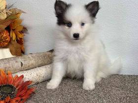 Pomeranian/Alaskan Klee Kai