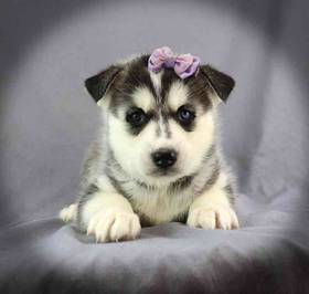Siberian Husky