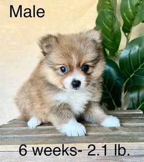 Pomeranian
