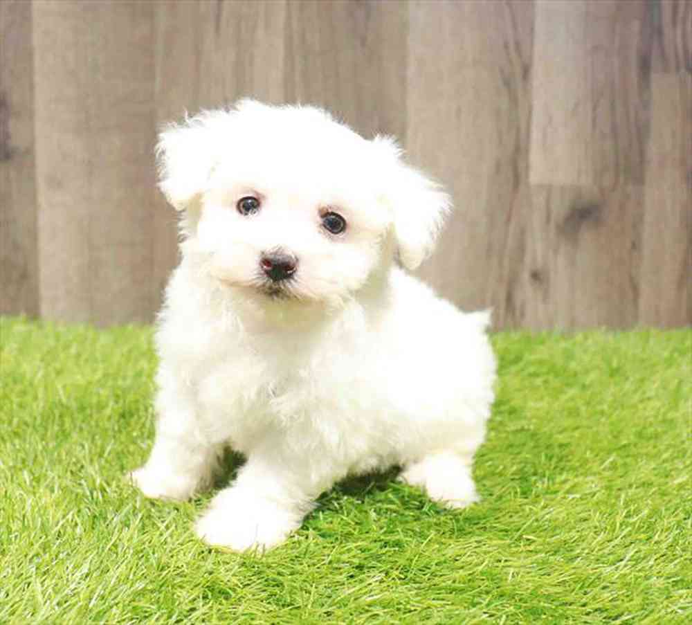 Image of a pet breed in the gallery