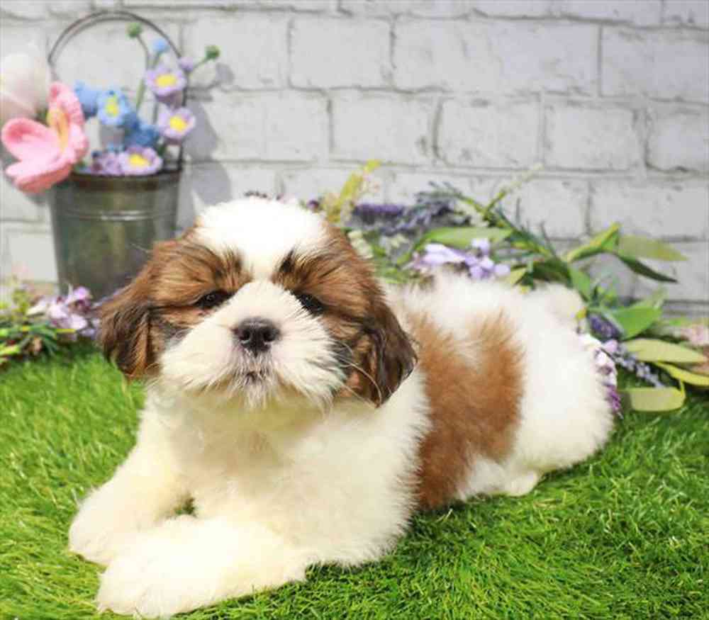 carousel pet images