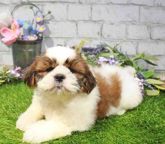 Shih Tzu