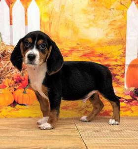 Beagle