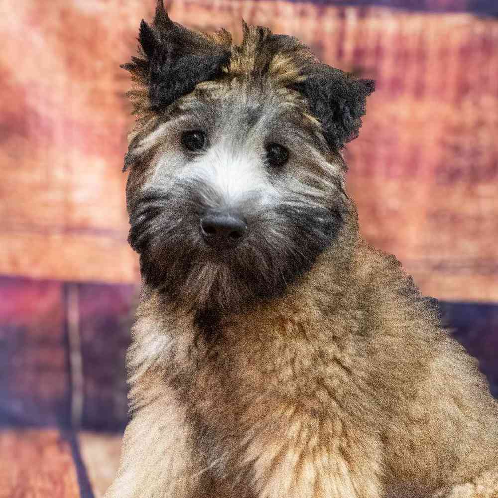 carousel pet images