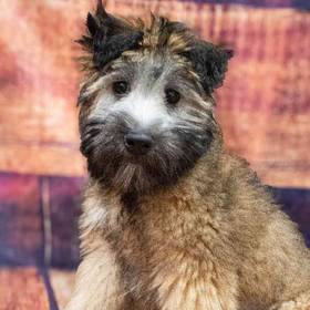 Soft Coated Wheaten Terrier