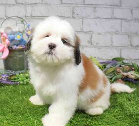 Lhasa Apso