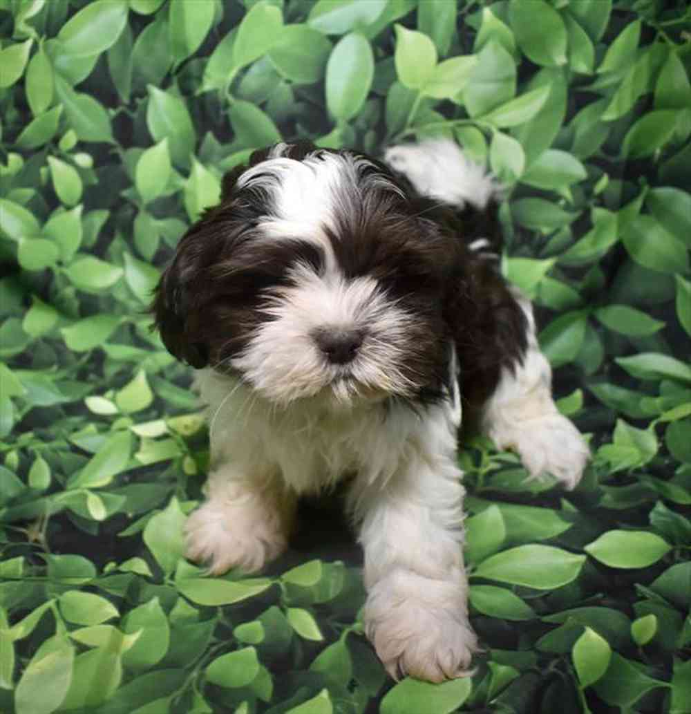 carousel pet images