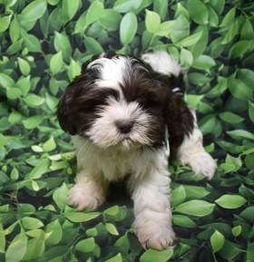 Shih Tzu