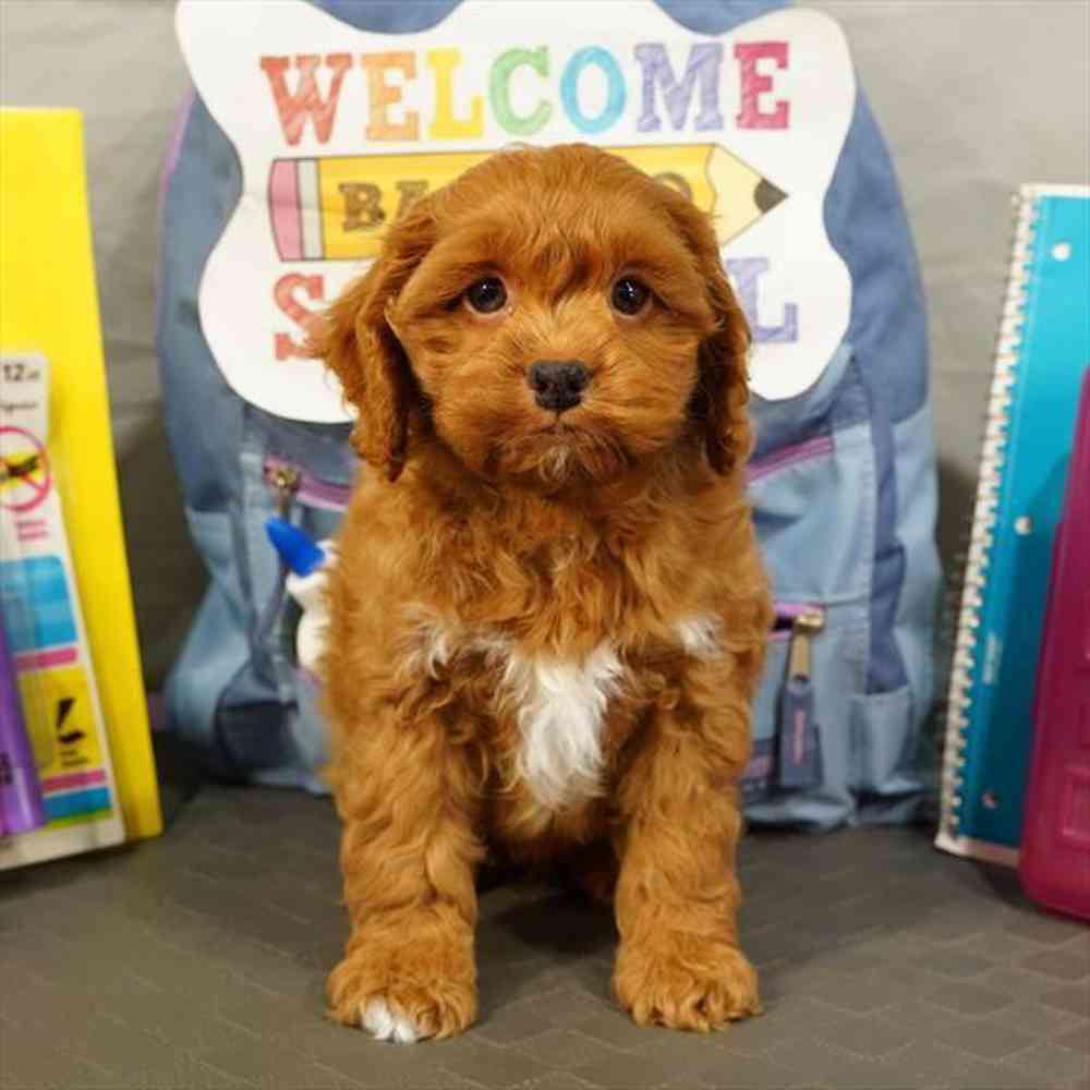 carousel pet images