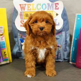 Cockapoo