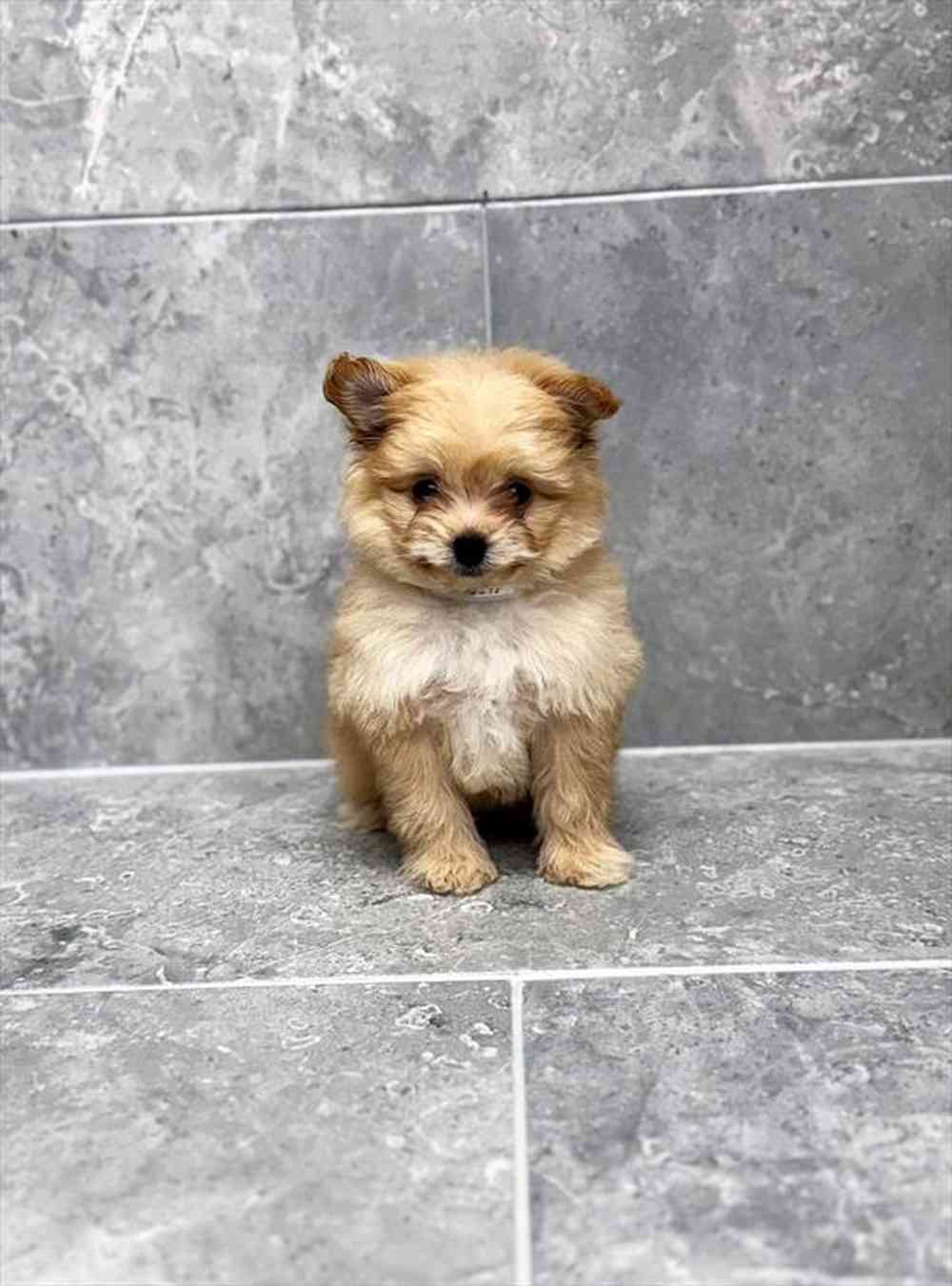 Image of a pet breed in the gallery