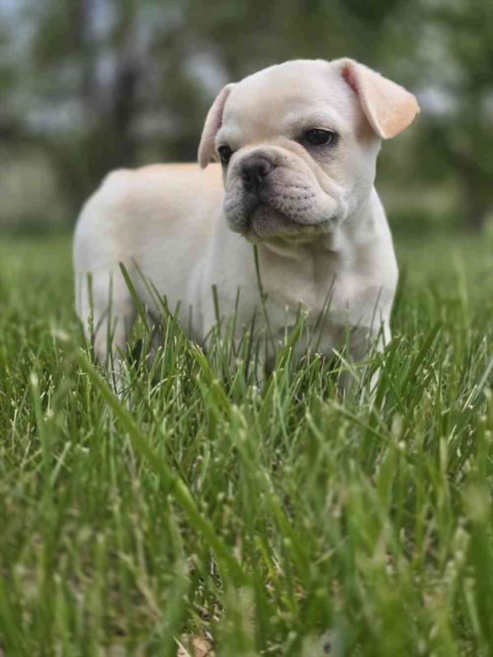carousel pet images