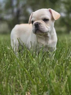 French Bulldog