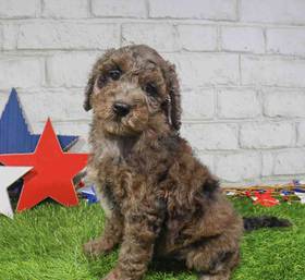 Mini Goldendoodle 2nd Gen