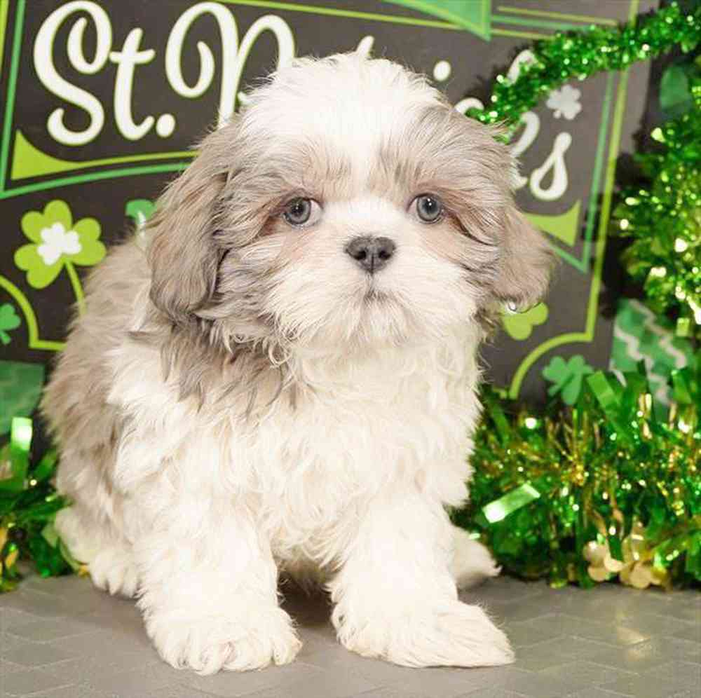 Image of a pet breed in the gallery