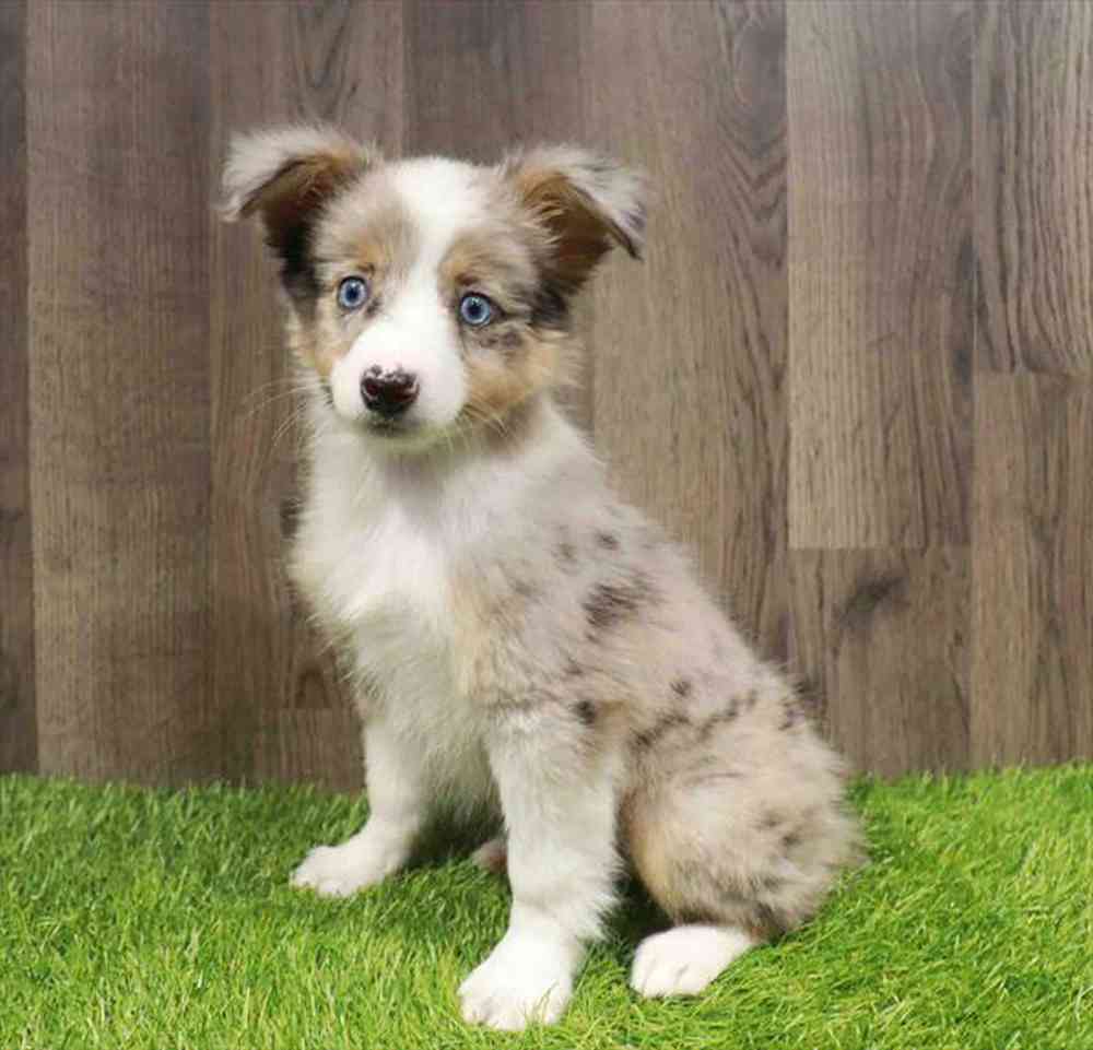 carousel pet images