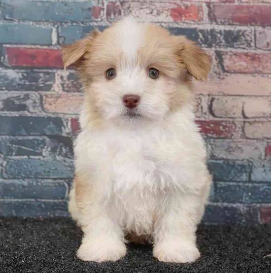 Havanese