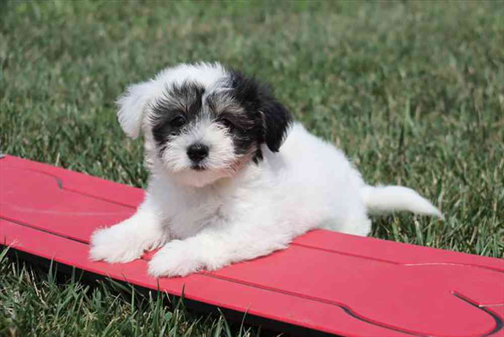carousel pet images