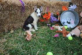 Siberian Husky