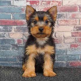 Yorkie
