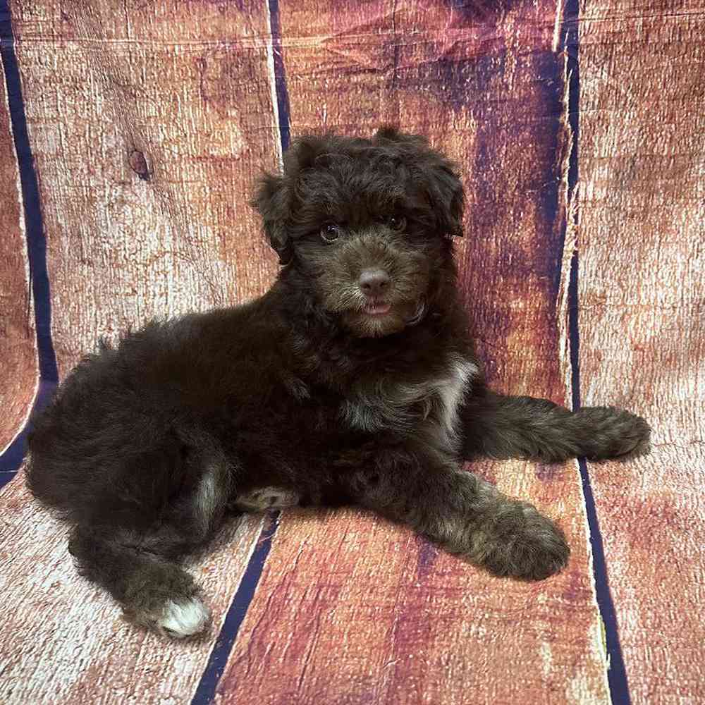Image of a pet breed in the gallery