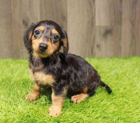 Dachshund