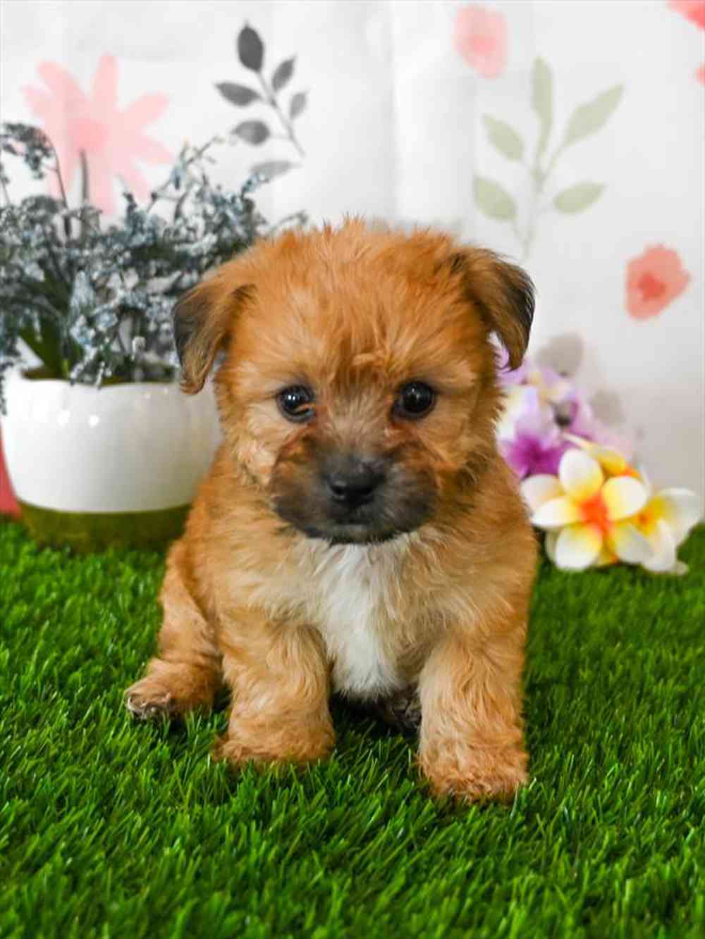 carousel pet images
