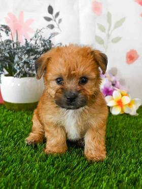 Morkie
