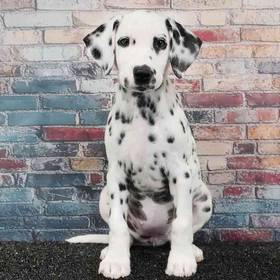 Dalmatian