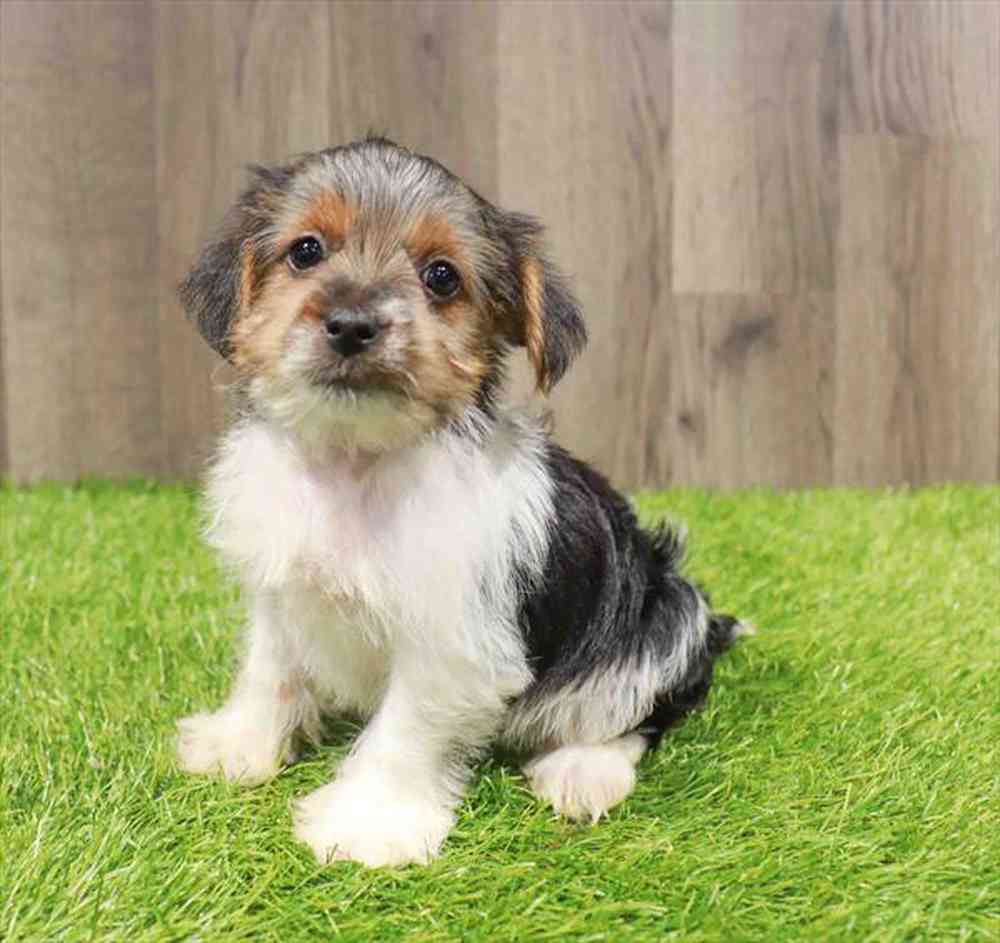 carousel pet images