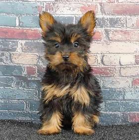 Yorkie