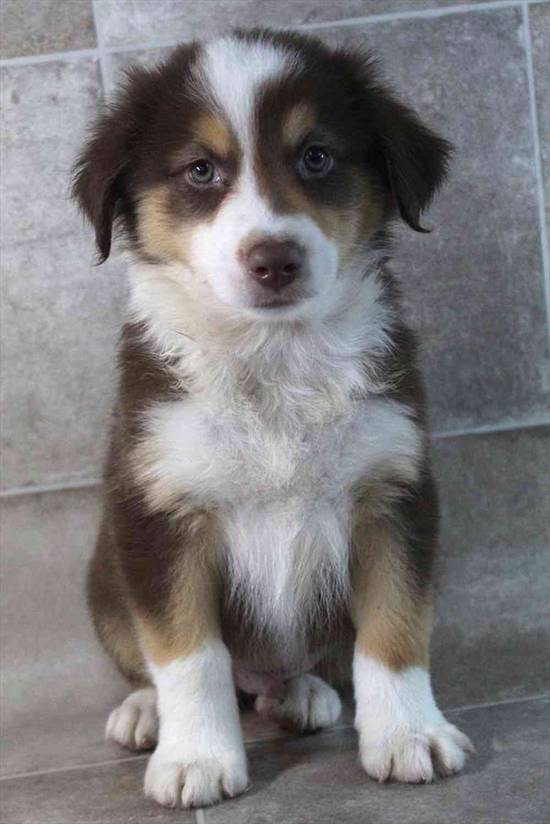 Australian Shepherd