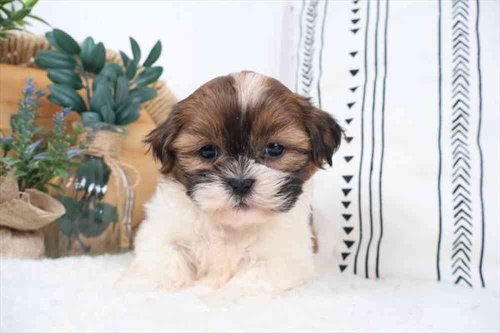 Image of a pet breed in the gallery