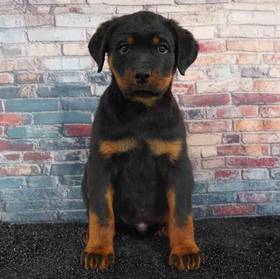 Rottweiler