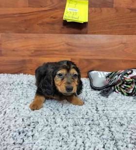 Dachshund