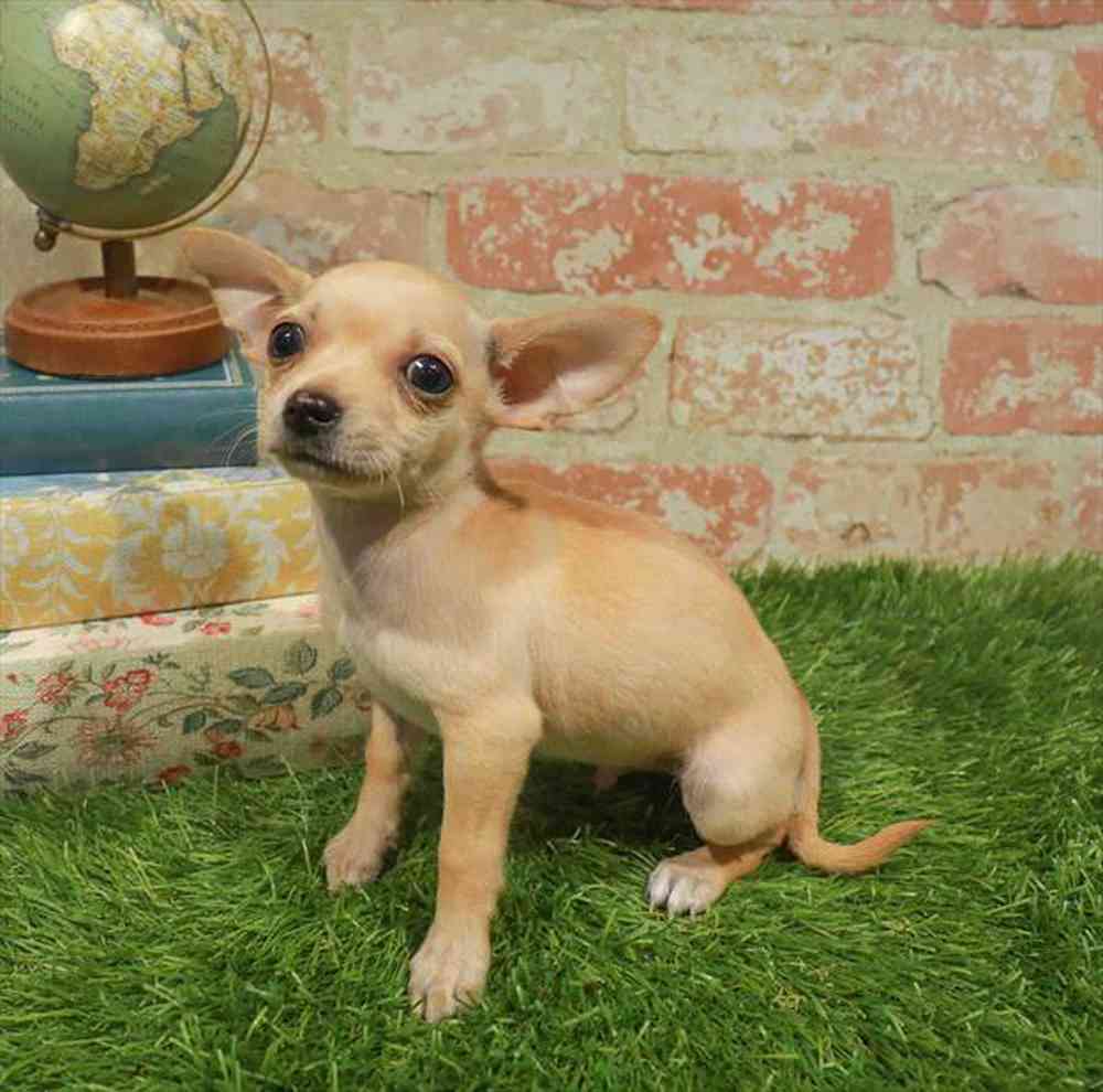 carousel pet images