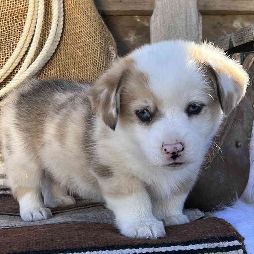 carousel pet images