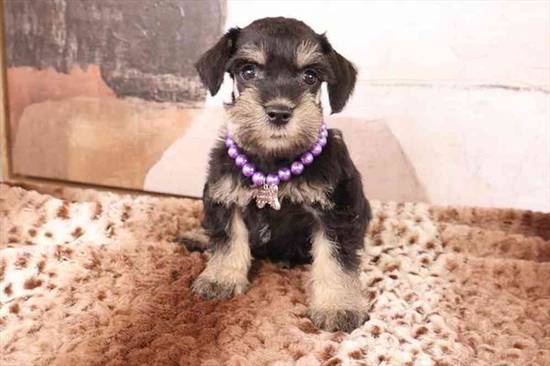 Mini Schnauzer