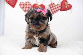 Yorkie-Poo