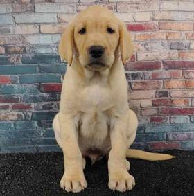 Labrador Retriever