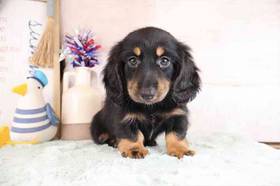 Dachshund