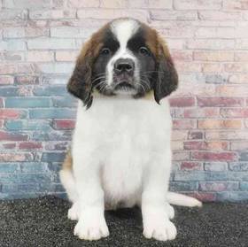 Saint Bernard