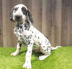 Dalmatian