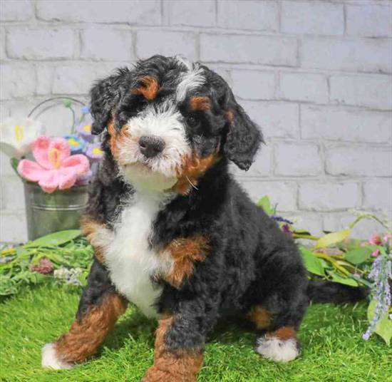 Bernadoodle 2nd Gen