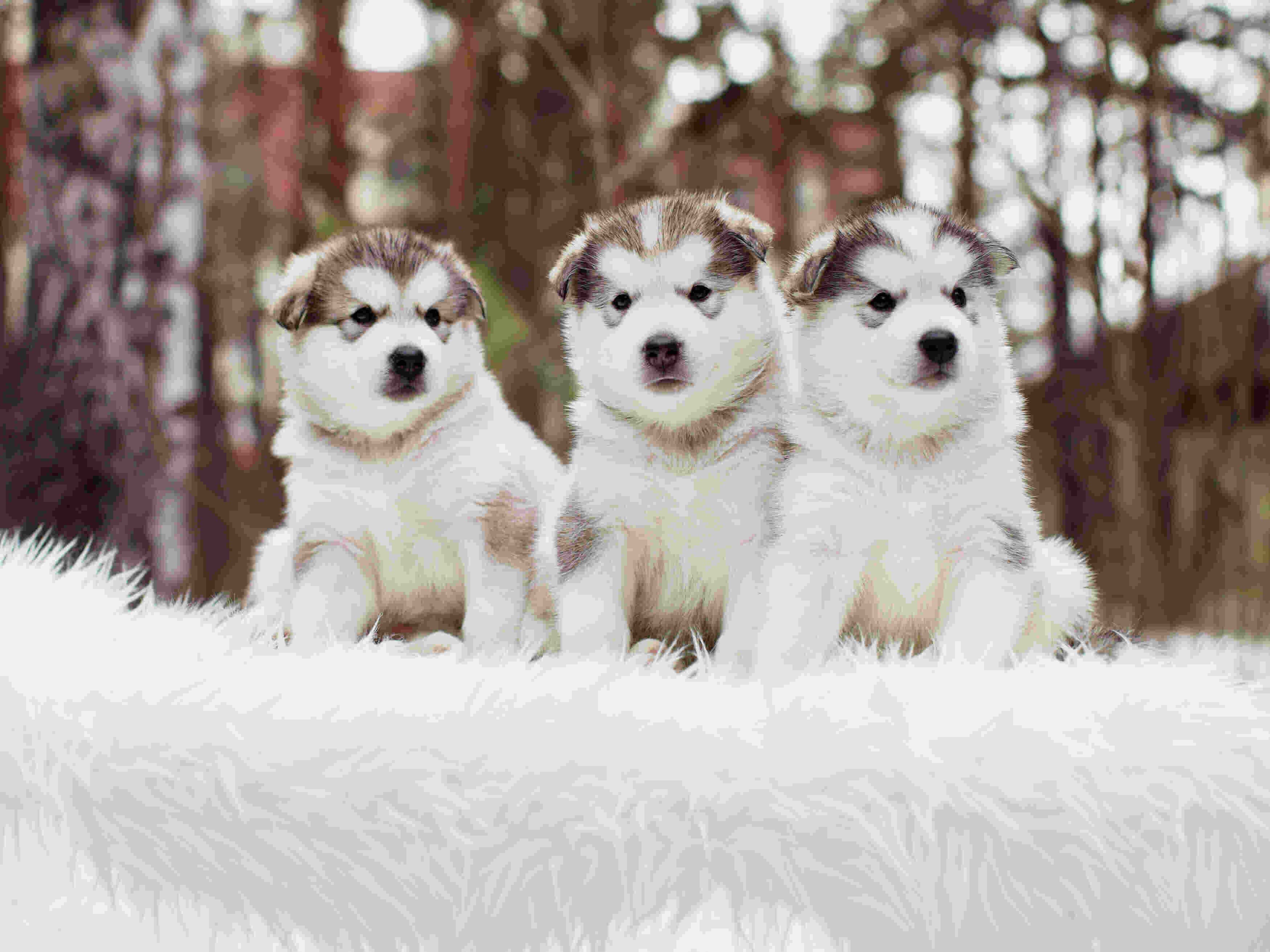 Best friends shop forever puppies